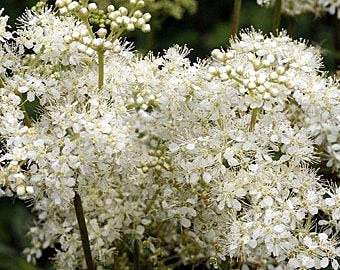 Graines De Fleurs De Reine Des Prés Paquet De 100 Graines