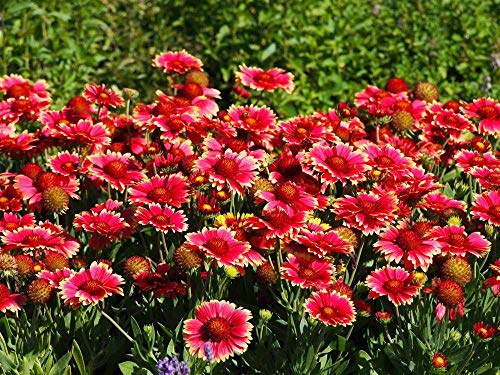Gaillardia Seeds 'Burgundy' -Burgundy Wine Red Blooms That are 3 Inches Across : Only Seeds