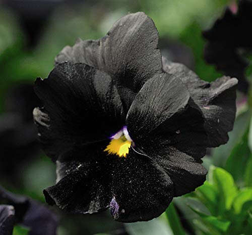 Thompson & Morgan - Flower - Pansy Black Moon - 25 Seed
