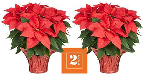 Flor de Pascua de Color Rojo DECOALIVE Pack de 2 Unidades de Planta de Navidad con Flores Rojas Poinsettia