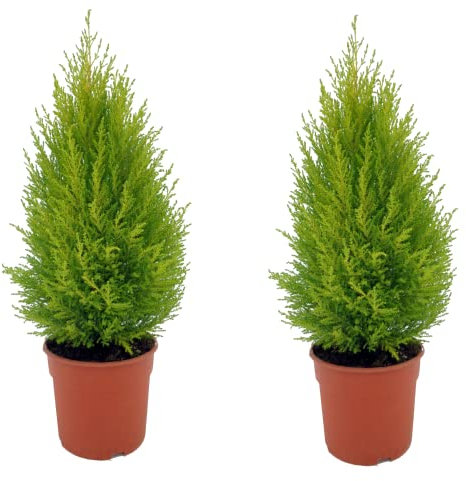 DECOALIVE Ciprés Limón - Pack 2 Unidades - Ciprés Goldcrest Plantas Naturales
