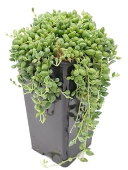 Planta Cadena de Lágrimas - Senecio Herrianus - Cactus y Suculentas - Planta Natural para Interior y Exterior
