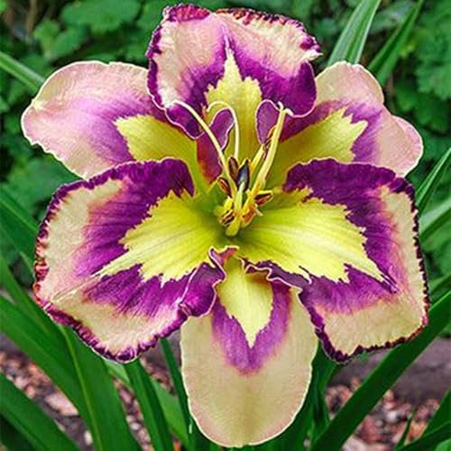 Lebende Pflanzen,Dekorative Blumen,Taglilien Rhizome,Natürlich,Seltene Pflanzen,Winterharte Rhizome,Taglilien Winterhart Mehrjährig,Einfach zu kultivieren-15 zwiebeln-D