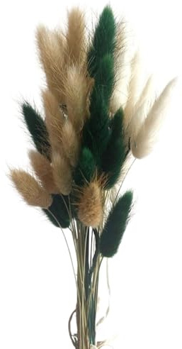 Aniyan 50 Stück Kaninchenschwanzgras Getrocknet Trockenblumen, Flauschige Bunny Tails Strauß, Lagurus Trockenblumen Deko für Vase Hochzeit Boho Wohnzimmer Tischdeko (Khaki-Grün-Weiß)