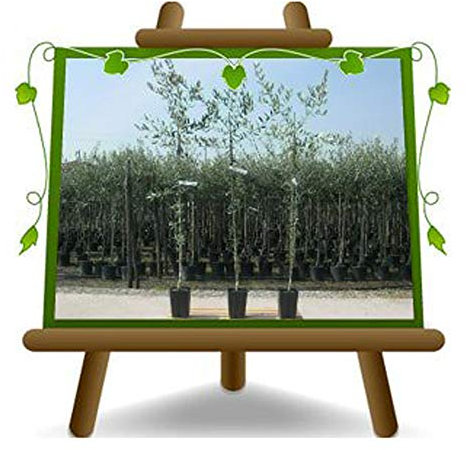 EURO PLANTS VIVAI Olivier Pendolino plante fruitière en pot hauteur 140-150 cm – Âge 3 ans