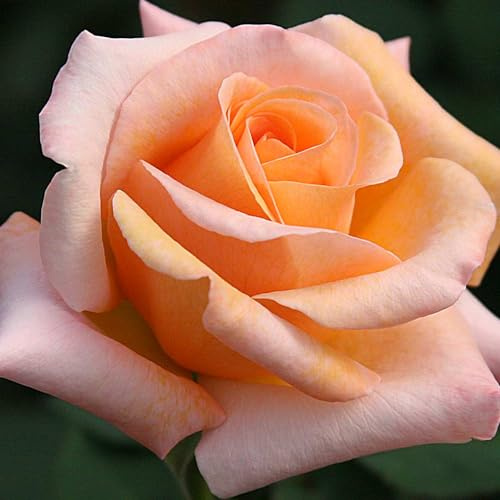 Heirloom Hybrid Tea Roses, Live Own Root Plant for Outdoor Garden, Special Occasion, Very Fragrant, Hardiness Zones: 6-10, Continual Blooming