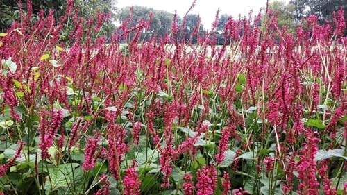 Agastache Pallida 'Globetrotter' - vivace