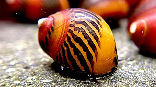 WaterPlants 5 STK. Rote Rennschnecke super Algenfresser und eine Absolute Rarität im Sparpaket Aquarium Schnecke