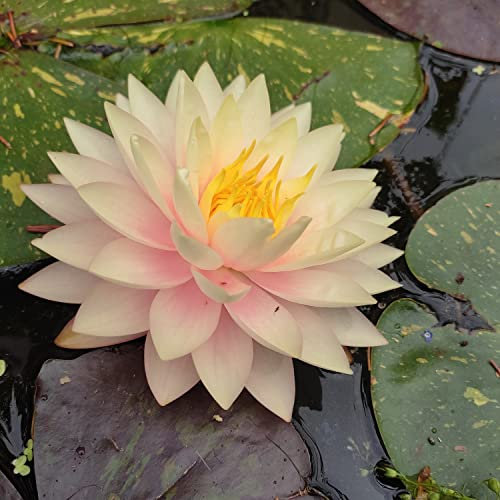 Teichpflanzen Seerosen : Nymphaea Seerose  Blushing Bride  winterhart Pflanztiefe bis 150 cm