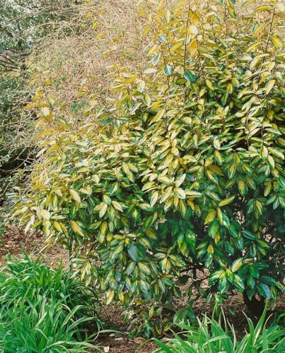Elaeagnus x ebbingei 'Limelight' 125–150 cm – Winterhart, Immergrün, Pflegeleicht – Ölweide – Heckenpflanze für Garten & Sichtschutz