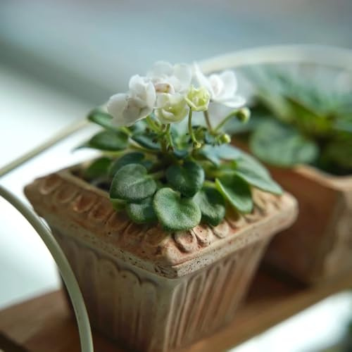 semi di violetta africana - semi di autunnali resistenti da giardino roccioso resistenti decorazione del soggiorno vecchie varietà regali per gli 70pcs