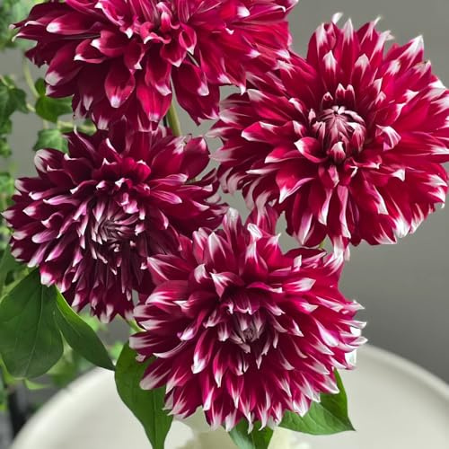 Tuberi di dalia, resistente, decorazione balcone in vaso Aiule rialzate giardino 4pcs