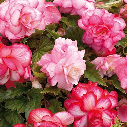 Ultrey Seed House - 100 Pieces Fragrance Begonia Bulbs Flower Seeds Hanging Basket Begonia Collection one of The Most Popular perennials for Shade!