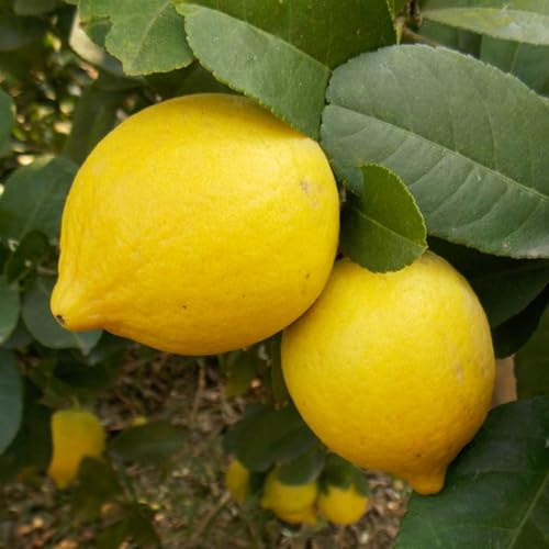 semillas de limonero, semillas jardín columnar en espaldera resistentes para jardín, techo verde balcón 50pcs