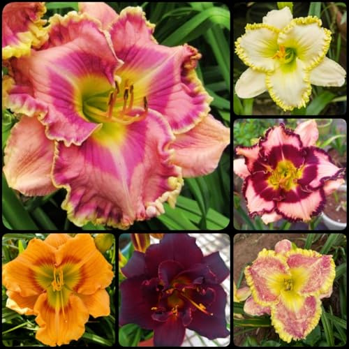 Hemerocallis, Taglilien, Mehrjährig, (/Stauden/Staude/) Pflegeleicht, BlüHend, Winterhart, Beste Sorte, Botanik Kollektion, 5Zwiebeln-F