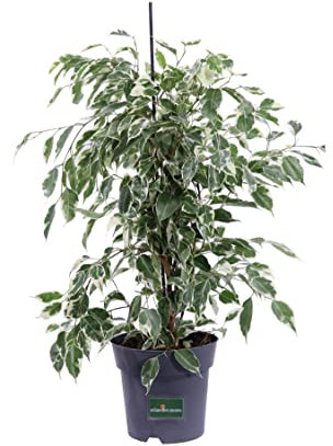 Pianta di Ficus Benjamin Twilight pianta da interno pianta a foglia variegata pianta Di Ficus ornamentale pianta vera venduta da eGarden.store (Vaso 17 cm)