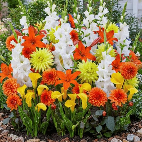 FLORIUM 25 Sommerblumen zwiebeln Golden Bloom Mix (25 blumenzwiebeln) Gladiolen, Lilien, Dahlien, Calla | Exklusive Mischung aus Holland | Mehrjährig Pflanzen für Garten, Töpfe (große Knollen)