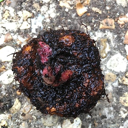 12 Pink Double Begonia (Corms to Plant Yourself) Free UK Postage
