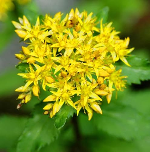 Große Fetthenne Maximum - Sedum telephium - lebende Gartenpflanze aus den Baumschulen