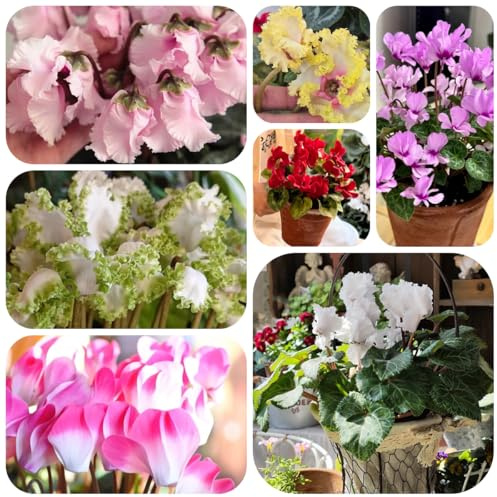 alpenveilchen, cyclamen steingartenpflanzen winterhart hochbeet garten für sonnige plätze winterharte deko balkon 100samen