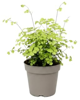 DECOALIVE Adiantum Raddianum Fragrans | Helecho Culantrillo Natural Maceta 14 cm Altura 35 cm para Espacios Frescos