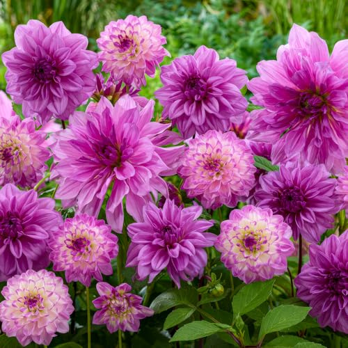 FLORIUM Collection de tubercules de dahlias violet rêve (5 bulbes), mélange exclusif des Pays-Bas, 5 variétés et couleurs, décoration vivace, pour jardin, balcon (pas de graines, non résistantes à