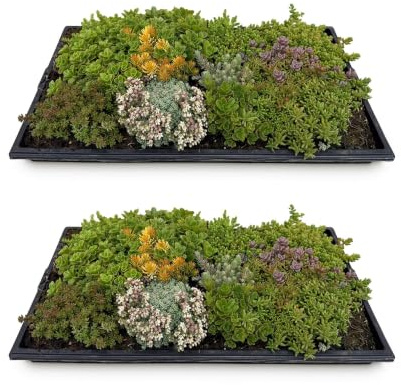 Bodendecker Sedummatte 2 Vegetationsmatten 10 Sorten | winterhart, pflegeleichte Sukkulentenmatte für Garten, Dachbegrünung und Terrasse, für Beet und Kübel, bienenfreundlich