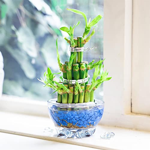 Lucky Bamboo Ribbon Plant 3 Tiers Tower with Blue Theme Vase and Gravel Stone