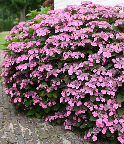 BALDUR Garten Hortensie 'Pink Lace',1 Pflanze, lange Blütezeit, bienenfreundlich, winterhart, mehrjährig, reichblühend, ideal für Beet & Kübel