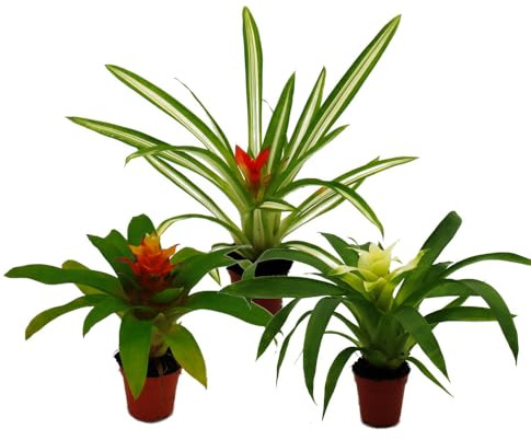 Mini-Guzmanien-Trio Set mit 3 bunten Bromelien in 3 Farben 5,5cm Topf