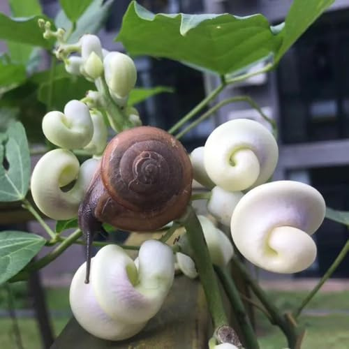 semi di fagiolo lumaca - Vigna caracalla - perenni resistenti decorazione stanza giardino 5pcs