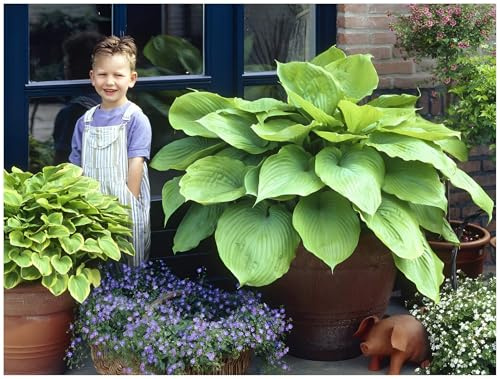 Stauden Gänge 3 x Hosta x cultorum 'Sum and Substance' winterhart | Winterharter Bodendecker für Halbschatten bis Schatten, Blüte Juli bis August, mehrjährig, 1 L Topf (11x11 cm)