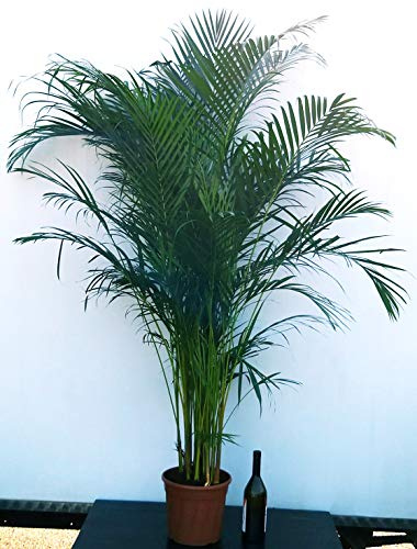 POWERS TO FLOWERS - ARECA, PALMA DI ARECA altezza 160/170cm, pianta vera