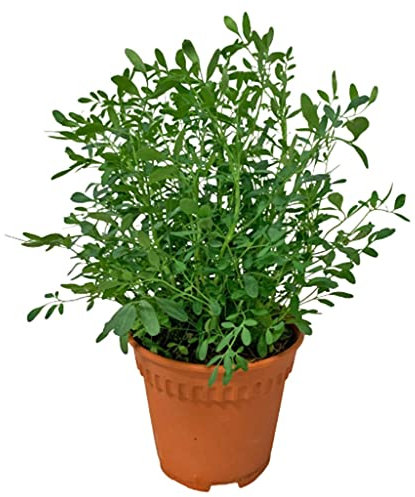 DECOALIVE Ruda Planta Mágica Protección para el Hogar Planta Natural