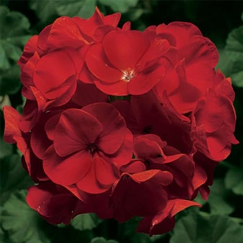 Pinto Premium Series Geranium Deep Red ~ 50 Seeds – Pelargonium x hortorum | 12-18 Upright Plants, 4-5 Blooms | Annual or Perennial | Heat & Drought Tolerant | Mixed Colors | Non-GMO