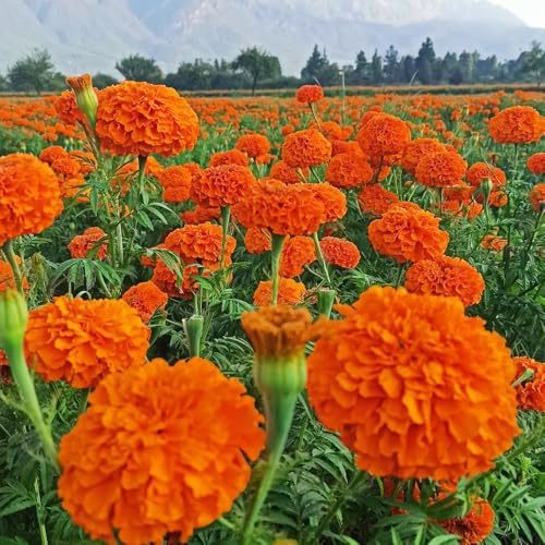 ringelblumensamen bio, balkon deko mehrjährig winterhart Studentenblume,tagetes wildblumensamen bodendecker 250pcs