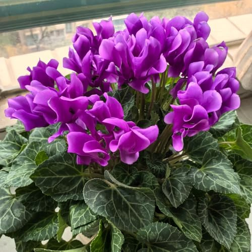 ciclamino resistenti esterno in vaso crescita decorazione giardino 800semi