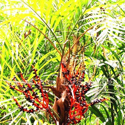 PlenTree 10 PC/Satz, Dattelpalme Phoenix Dactylifera Baum als ES Bonsai-Baum Sementes De Flores jardinagem Em Casa: 11