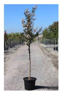 Lagerstroemia indica Bianco pianta ad alberello in vaso ø26 cm h. 150 cm circa Vivaio di Castelletto