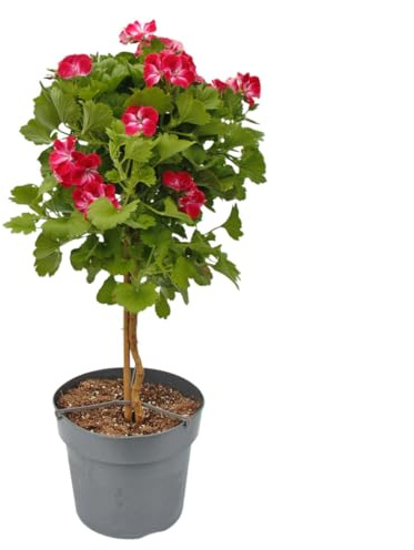 Exotenherz Pelargonium Grandiflorum Swiss - englische Edelgeranie - Stämmchen - 24cm Topf - 75cm - rot-weiss