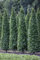 Carpinus betulus 'Fastigiata' 125-150 cm – Winterhart, Mehrjährig, Pflegeleicht – Säulen-Hainbuche – Heckenpflanze für Garten & Sichtschutz