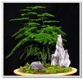 Zierspargel - Asparagus aethiopicus, Sprenger's Asparagus 10 Samen '''Bonsai geeignet'''