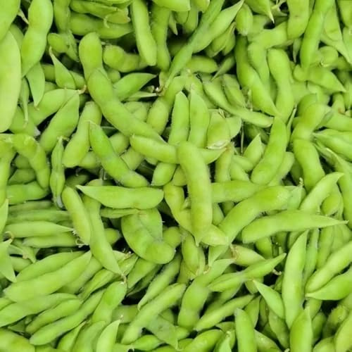 Semi di fagioli edamame, da giardino roccioso resistenti giardino sul balcone rare vecchie varietà 100pcs