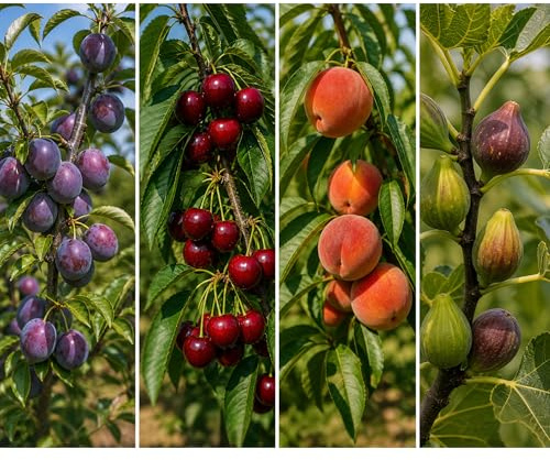 Garden Center Shop | Pack Árboles Frutales Peral Manzano Almendro Cerezo Ciruelo Melocotonero e Higuera | Plantas Naturales para Jardín y Huerto (Ciruelo, Cerezo, Melocotonero y Higuera)