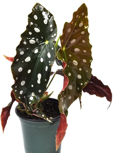 Begonia maculata 'Wightii', Polka Dot/Clown/Trout/Spotted Begonia, Live Houseplant, Spotted and Dotted Angel Wing Foliage, Rare, Container Size: 3.5