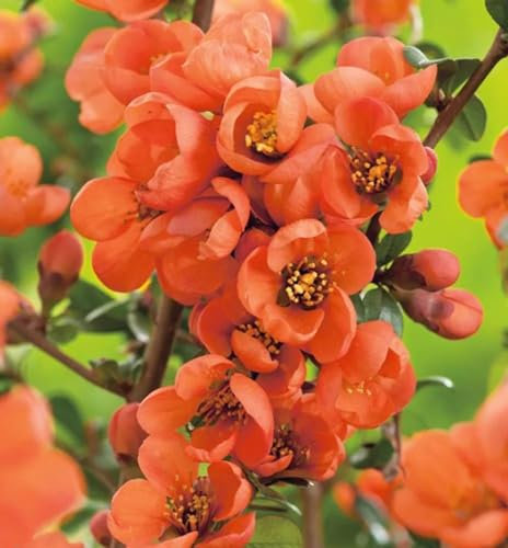 Direct Plants Chaenomeles Salmon Horizon Japanese Quince Flowering Shrub 3-4ft in a 2/3 Litre Pot