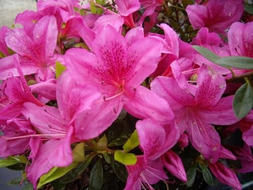 Japanische Azalee Purple Splendor - Rhododendron obtusum - 20-25cm