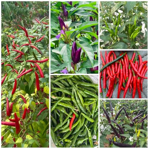chili jalapeno, bio chilli hochbeete für garten, wintergemüse kaufen gemüsesamen, wintergemüse gemüsesamen 200samen