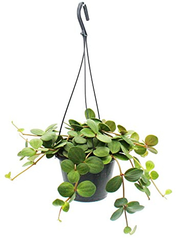 Zimmerpflanze zum Hängen Peperomia tetraphylla 14cm Ampel