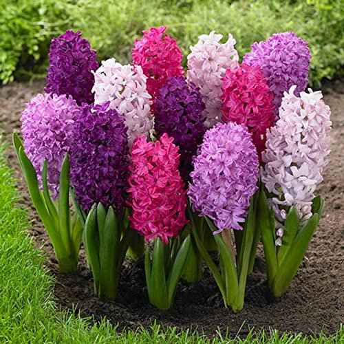 Flor Hyacinthus Orientalis PREMIUM Bulbo de la Planta de Jacinto